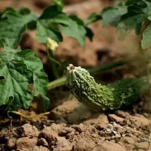 비아그라 사이트 이용 전 확인해야 할 의약품 법적 기준